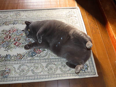 占い メール鑑定 ミーコ