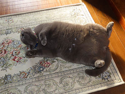 占い メール鑑定 ミーコ