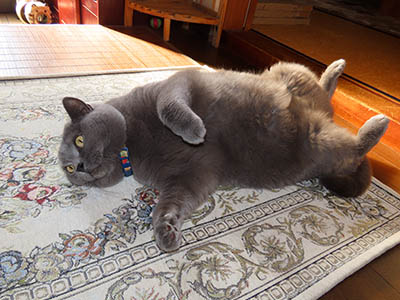 占い メール鑑定 ミーコ