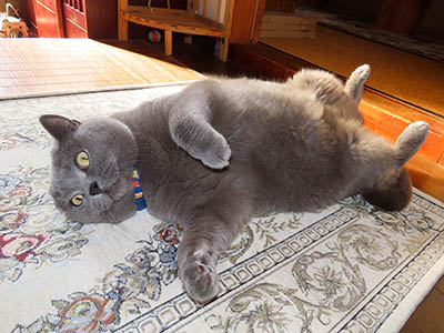 占い メール鑑定 ミーコ