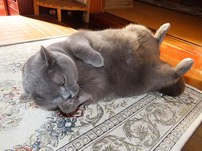 占い メール鑑定 ミーコ