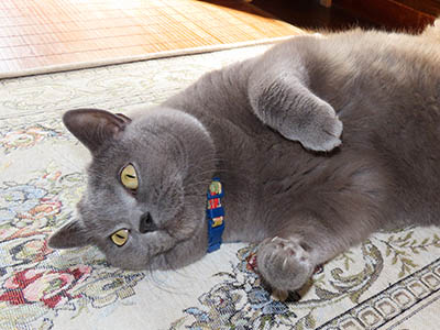 占い メール鑑定 ミーコ