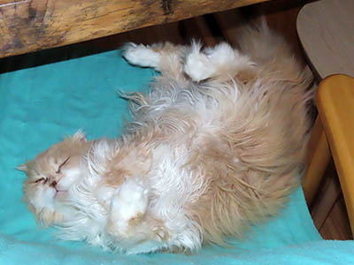 占い メール鑑定 ミーコ