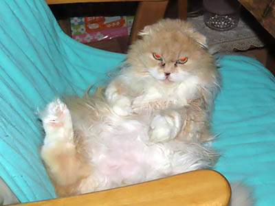 占い メール鑑定 ミーコ