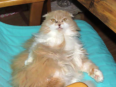 占い メール鑑定 ミーコ