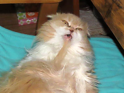 占い メール鑑定 ミーコ