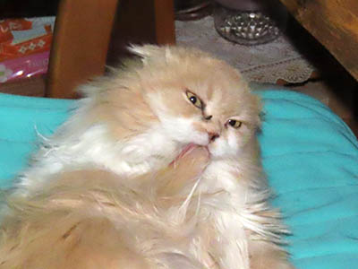 占い メール鑑定 ミーコ