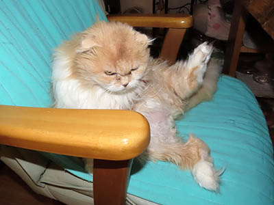 占い メール鑑定 ミーコ