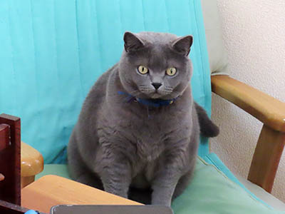 占い メール鑑定 ミーコ