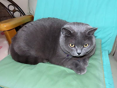 占い メール鑑定 ミーコ