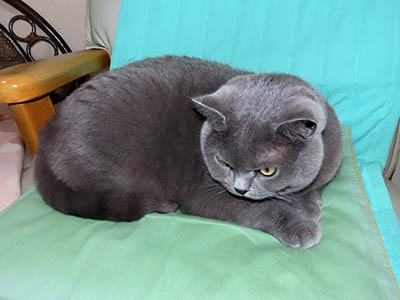 占い メール鑑定 ミーコ