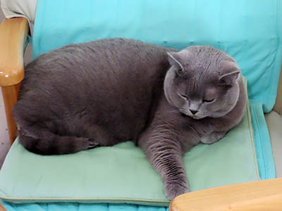 占い メール鑑定 ミーコ