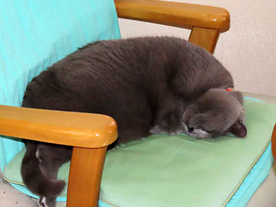 占い メール鑑定 ミーコ