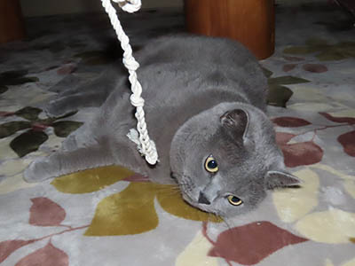 �肢�@���[���Ӓ�@�~�[�R