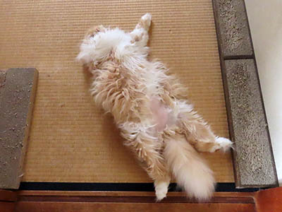 �肢�@���[���Ӓ�@�~�[�R