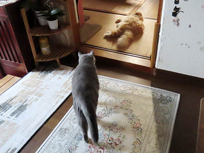 �肢�@���[���Ӓ�@�~�[�R