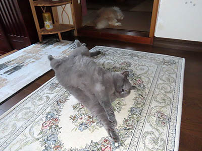 �肢�@���[���Ӓ�@�~�[�R