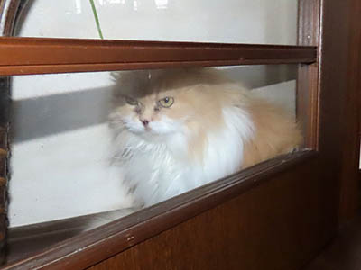 �肢�@���[���Ӓ�@�~�[�R