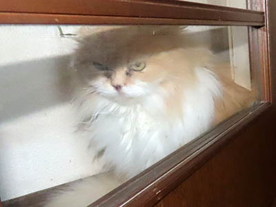 �肢�@���[���Ӓ�@�~�[�R
