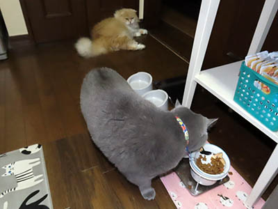 占い メール鑑定 ミーコ