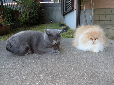 占い メール鑑定 ミーコ