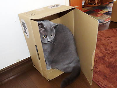 占い メール鑑定 ミーコ