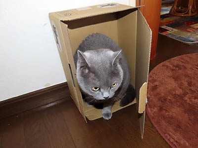 占い メール鑑定 ミーコ
