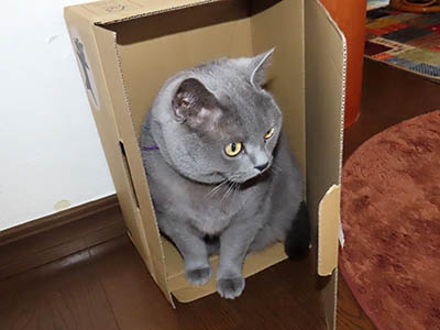 占い メール鑑定 ミーコ