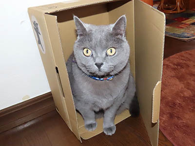 占い メール鑑定 ミーコ