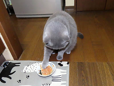 占い メール鑑定 ミーコ