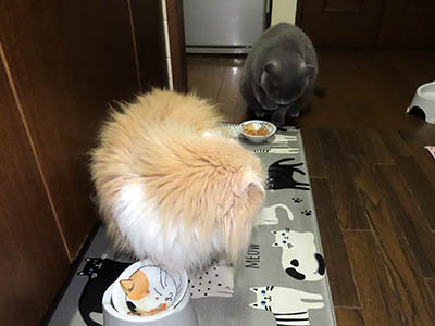 占い メール鑑定 ミーコ