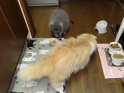 占い メール鑑定 ミーコ