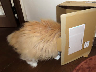 占い メール鑑定 ミーコ