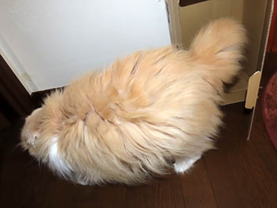 占い メール鑑定 ミーコ