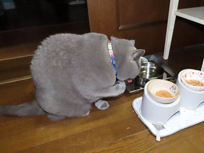 占い メール鑑定 ミーコ