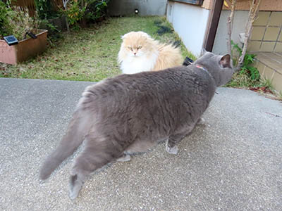 占い メール鑑定 ミーコ