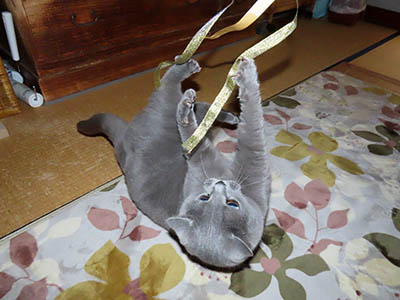 占い メール鑑定 ミーコ