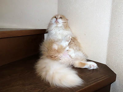 占い メール鑑定 ミーコ