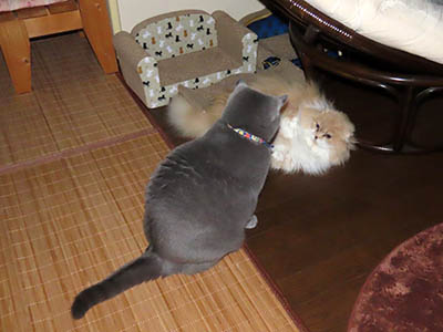 占い メール鑑定 ミーコ
