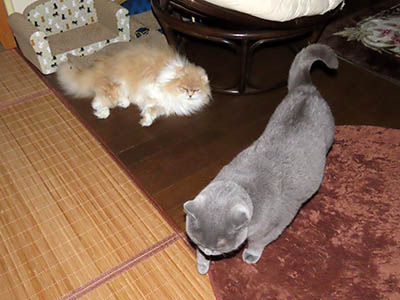 占い メール鑑定 ミーコ
