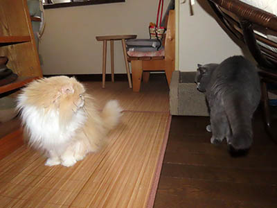 占い メール鑑定 ミーコ