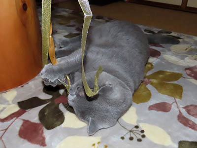 占い メール鑑定 ミーコ