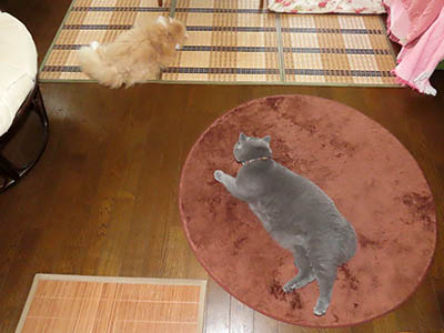 占い メール鑑定 ミーコ