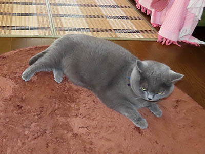 占い メール鑑定 ミーコ