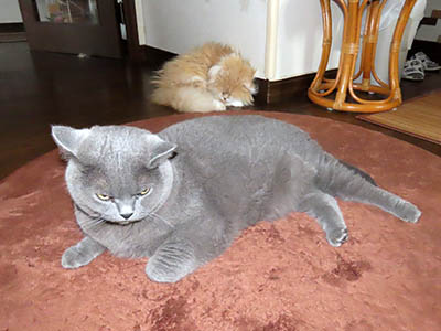 占い メール鑑定 ミーコ