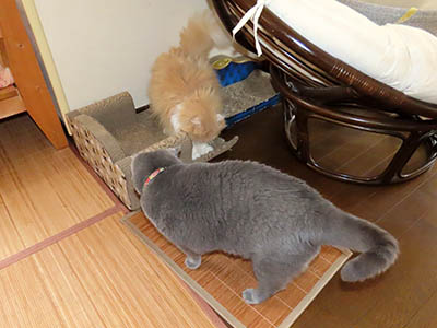 占い メール鑑定 ミーコ