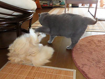 占い メール鑑定 ミーコ