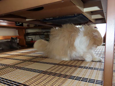 肢@[Ӓ@~[R