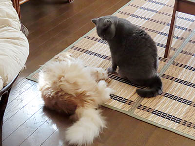 占い メール鑑定 ミーコ
