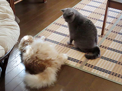 占い メール鑑定 ミーコ